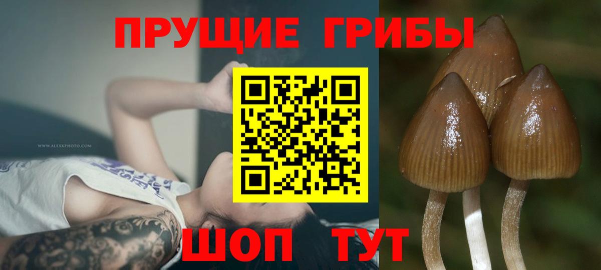 Псилоцибиновые грибы прущие грибы  Псилоцибиновые грибы Psilocybe  Мариинск 